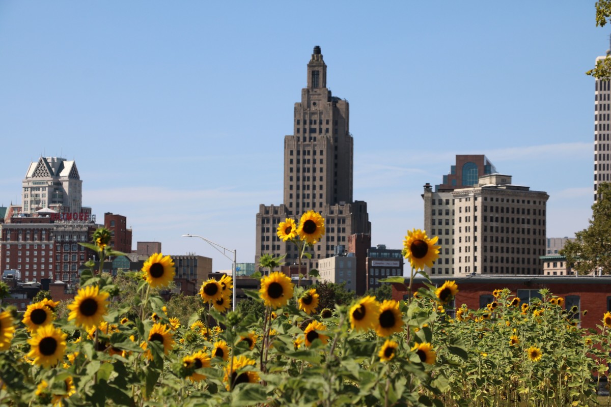 Sunflowers of Providence. Photo by Jonathan Huggon, All Things Possible.