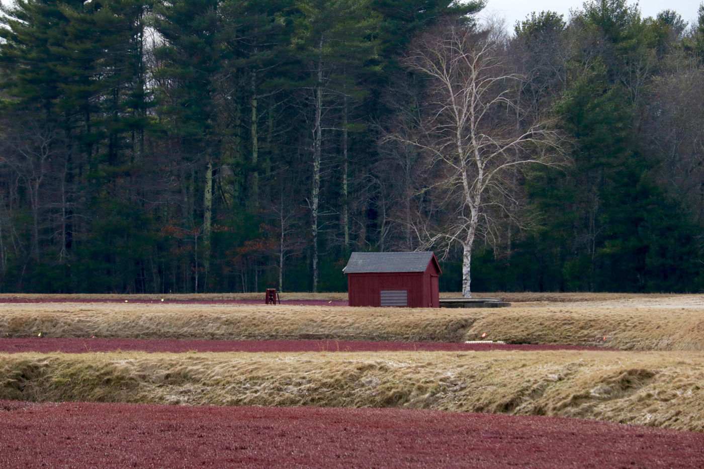 Cranberry Bog, Kingston, Massachusetts. Photo by Jonathan Huggon.