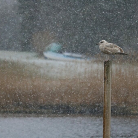 Winter Bird 2. Photo by Jonathan Huggon.