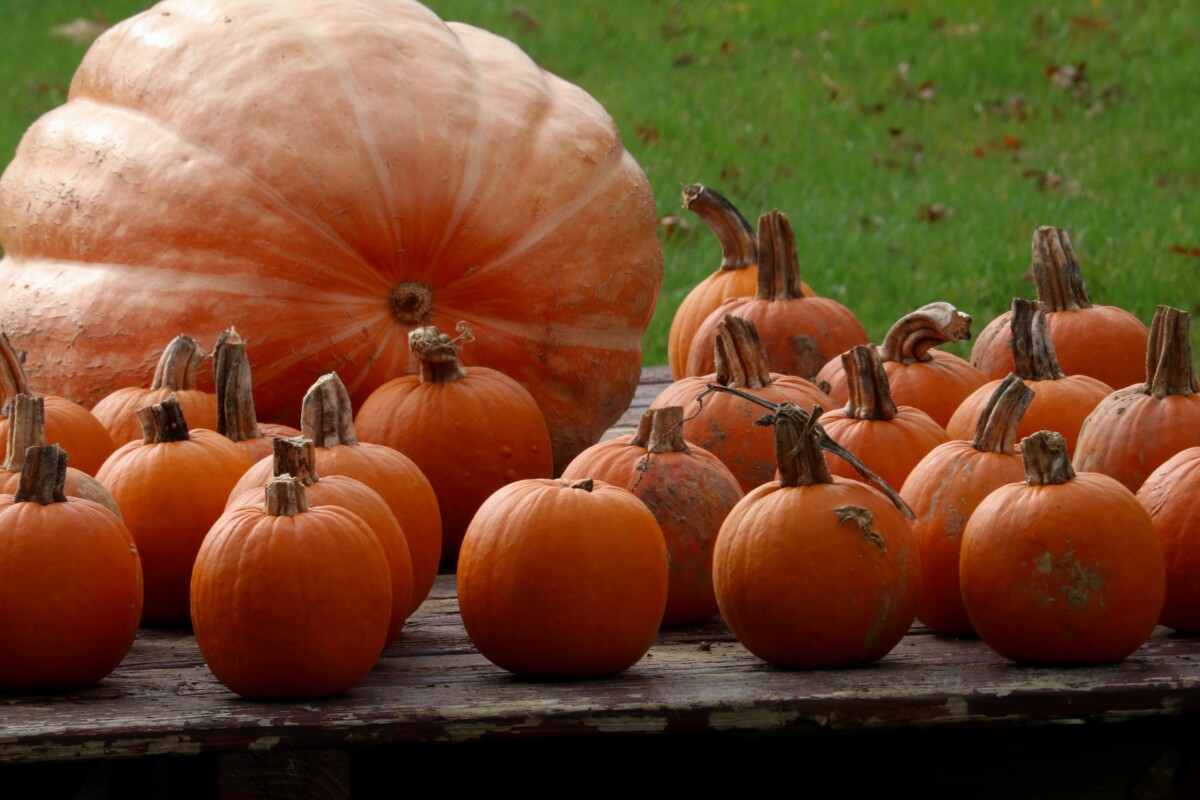 Gathering of Pumpkins. Photo by Jonathan Huggon