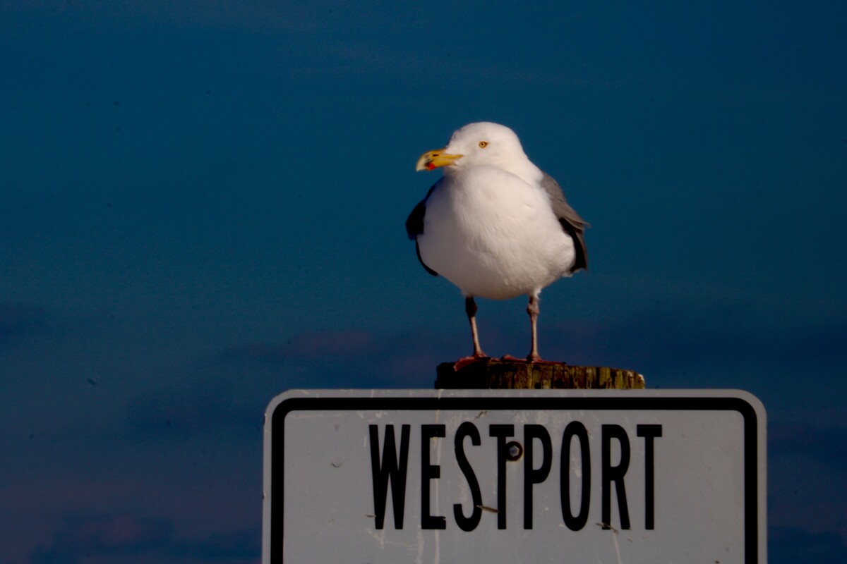 Westport. Photo by Jonathan Huggon.