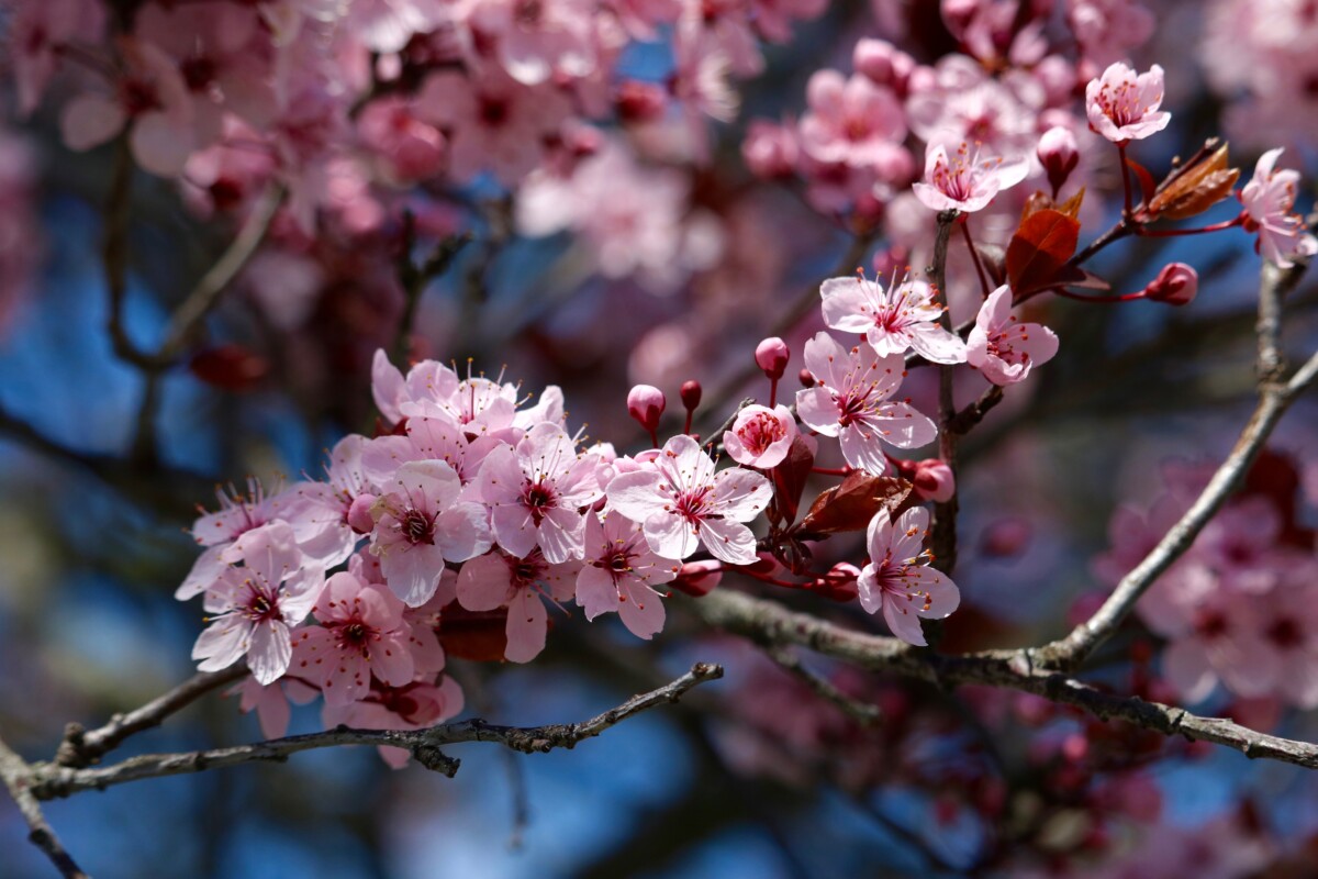 Cherry Blossom Time. Photo by Jonathan Huggon.