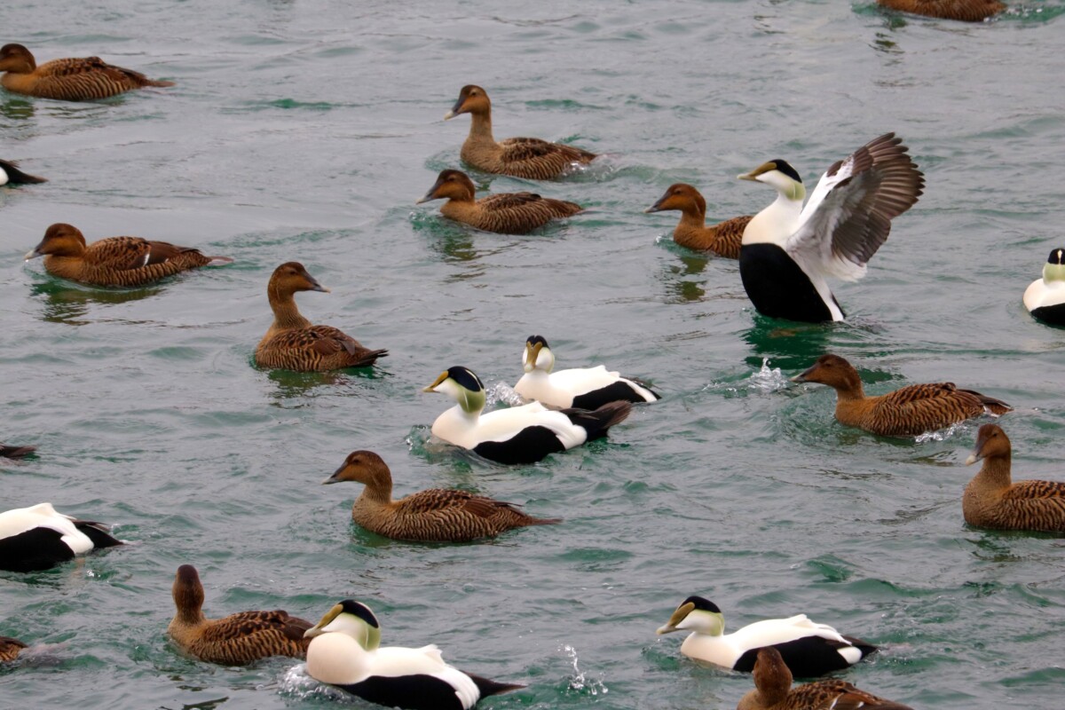 Flock of Common Eider Ducks. Photo by Jonathan Huggon.