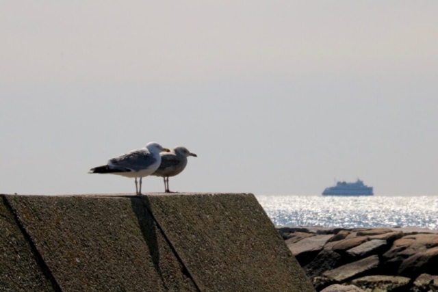 Pair of Gulls. Photo by Jonathan Huggon.