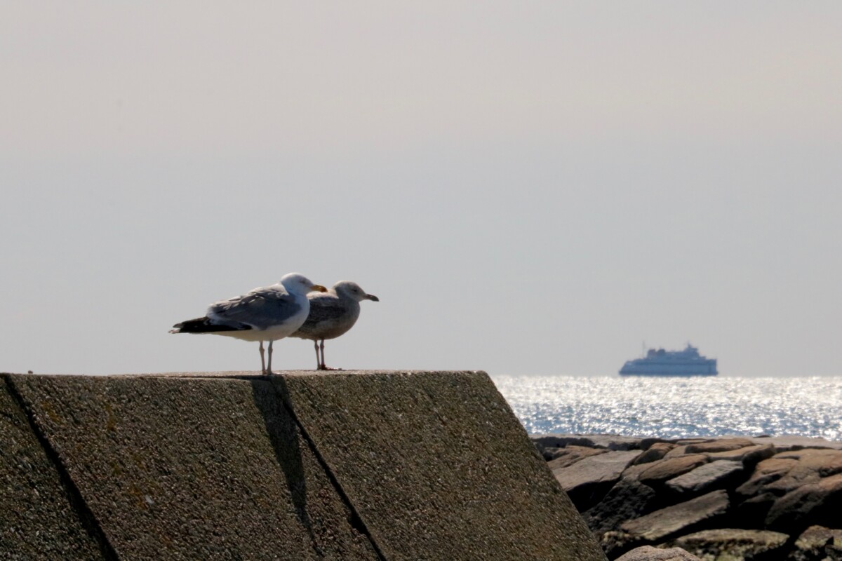 Pair of Gulls. Photo by Jonathan Huggon.