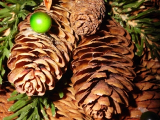Pine Cones. Photo by Jonathan Huggon.