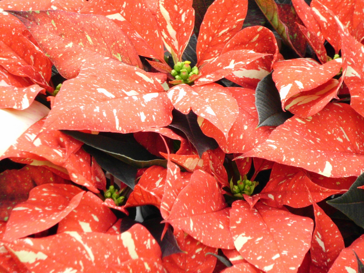 Poinsettias Speckled with Snow. Photo by Jonathan Huggon.