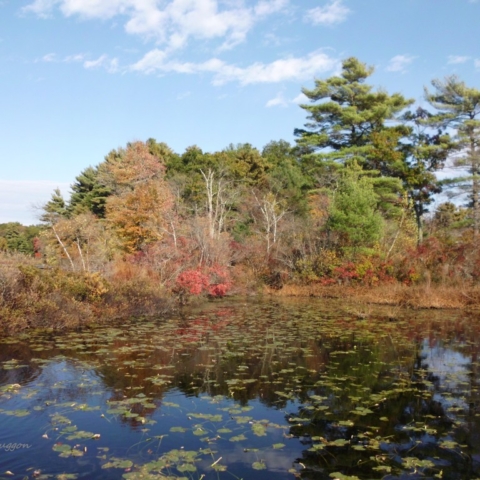 Autumn Reflections - Stony Brook Wildlife Sanctuary - Norfolk MA - Copy