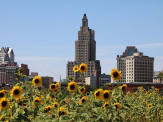 Sunflowers of Providence. Photo by Jonathan Huggon, All Things Possible.