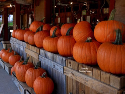 Pumpkins. by Jonathan Huggon