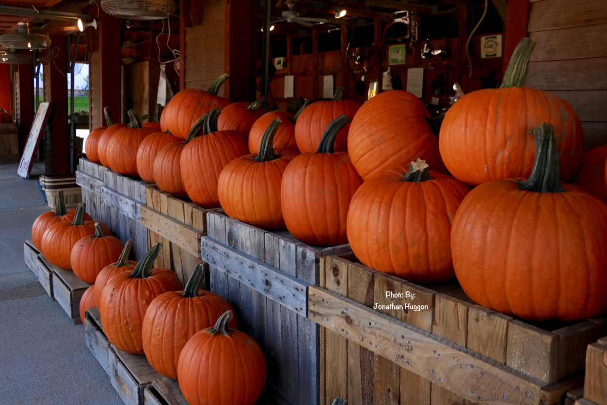 Pumpkins. by Jonathan Huggon