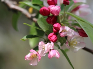Apple Blossom. Photo by Jonathan Huggon
