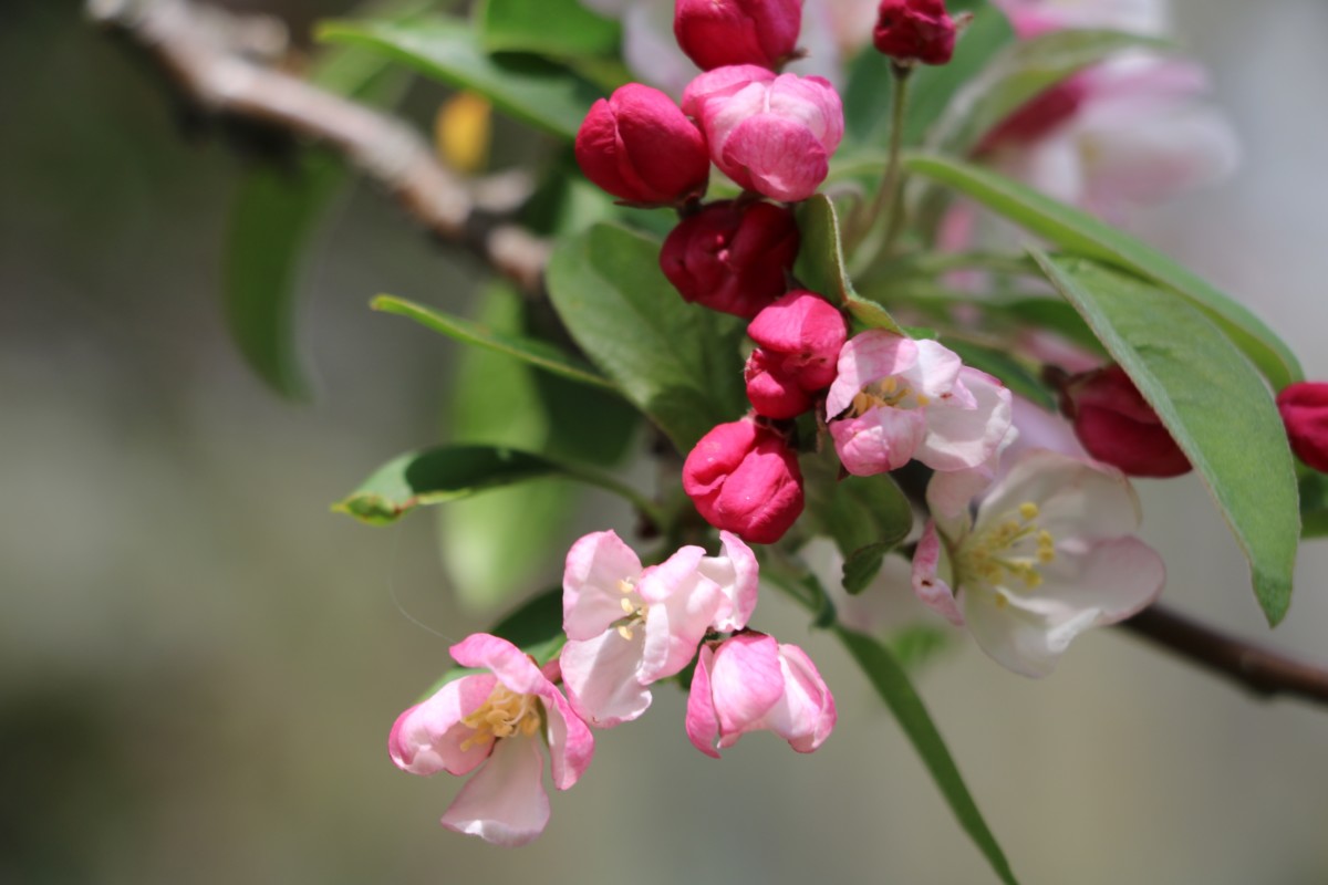 Apple Blossom. Photo by Jonathan Huggon