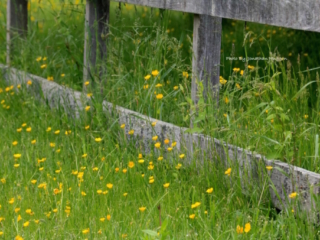 Buttercups. Photo by Jonathan Huggon.