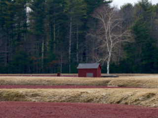 Cranberry Bog, Kingston, Massachusetts. Photo by Jonathan Huggon.
