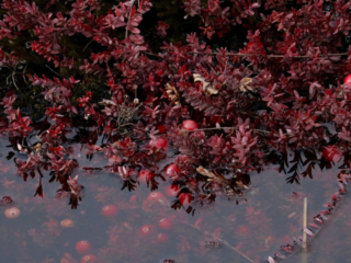 Cranberry Red. Photo by Jonathan Huggon.
