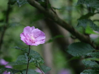 Pink Peony. Photo by Jonathan Huggon.