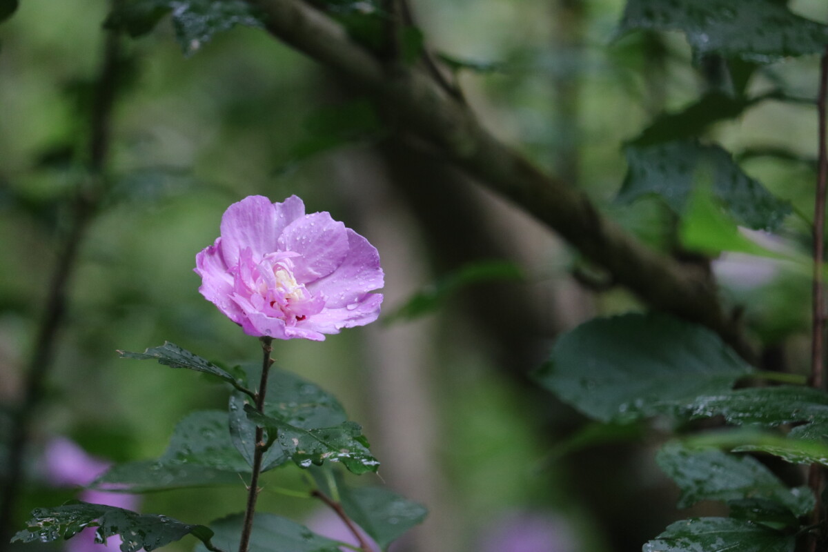 Pink Peony. Photo by Jonathan Huggon.