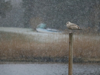 Winter Bird 2. Photo by Jonathan Huggon.