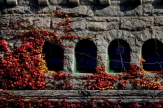 Stone Wall with Ivy Stone Wall with Ivy. Photo by Jonathan Huggon