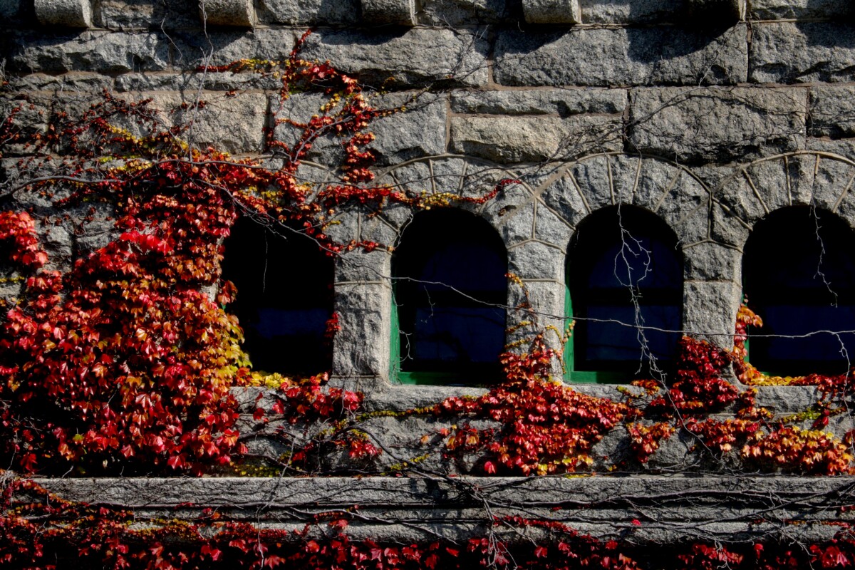 Stone Wall with Ivy. Photo by Jonathan Huggon