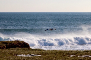 Free as a Bird. Photo by Jonathan Huggon. Free as a Bird. Photo by Jonathan Huggon.