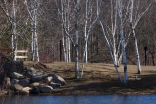 Birches. Photo by Jonathan Huggon. Birches. Photo by Jonathan Huggon.