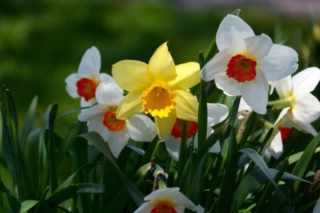 Daffodils. Photo by Jonathan Huggon. Daffodils. Photo by Jonathan Huggon.