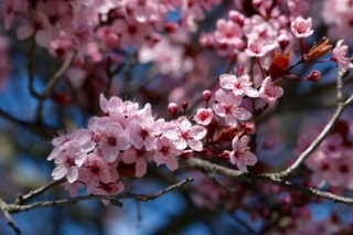 Cherry Blossom Time. Photo by Jonathan Huggon. Cherry Blossom Time. Photo by Jonathan Huggon.