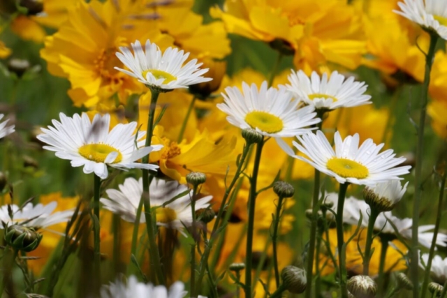 Daisies. Photo by Jonathan Huggon.