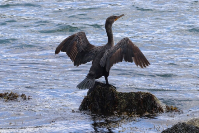 Double-Crested Cormorant. Photo by Jonathan Huggon.