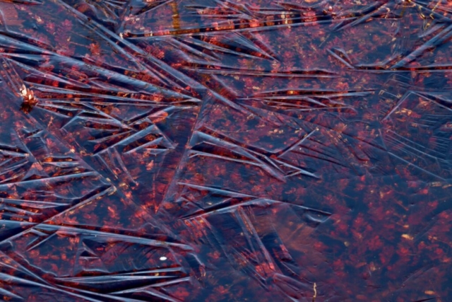 Icy Morning. Photo by Jonathan Huggon.