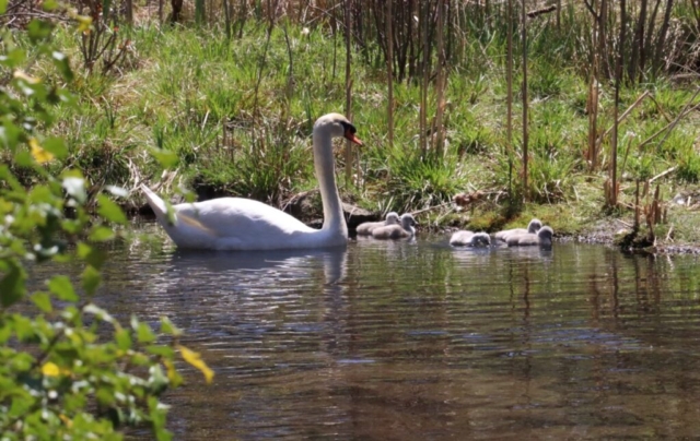 Swan Family. Photo by Jonathan Huggon.