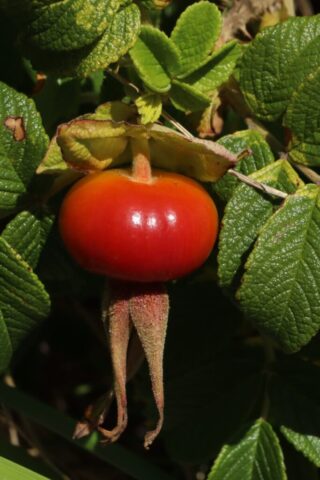 Rose Hip. Photo by Jonathan Huggon.