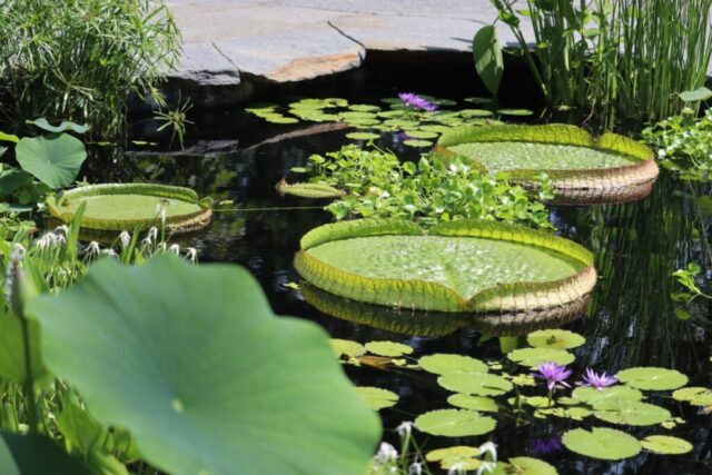 Water Lillies. Photo by Jonathan Huggon.