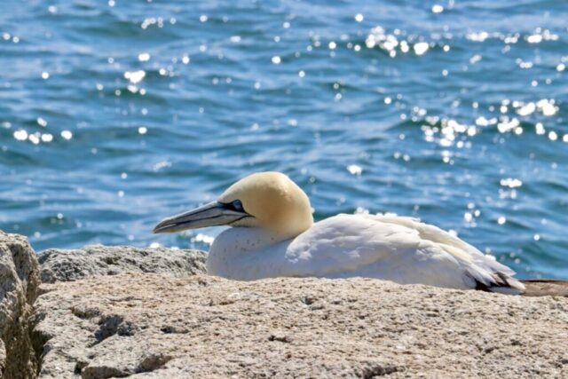 Northern Gannet. Photo by Jonathan Huggon.