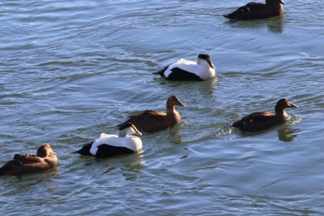 Eider Ducks. Photo by Jonathan Huggon.