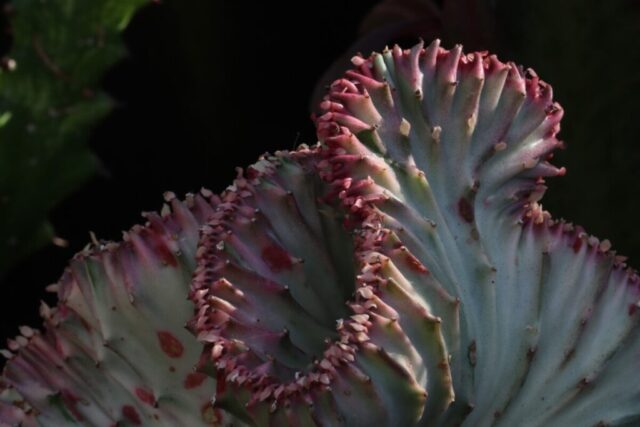 Coral Cactus. Photo by Jonathan Huggon.
