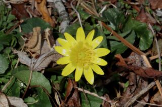 Wild Yellow Anemone. Photo by Jonathan Huggon.