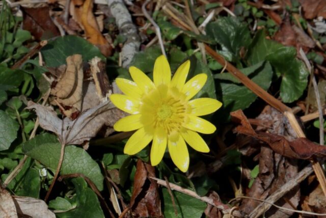 Wild Yellow Anemone. Photo by Jonathan Huggon.