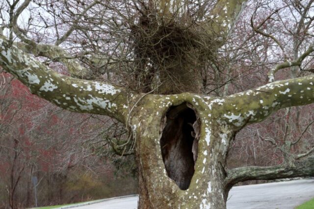 Ancient Tree. Photo by Jonathan Huggon.