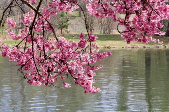 Cherry Blossoms Pond. Photo by Jonathan Huggon.