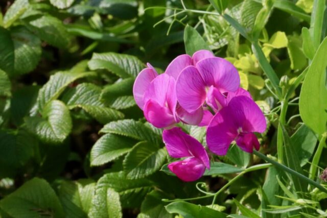 Hello Sweet Pea. Photo by Jonathan Huggon.