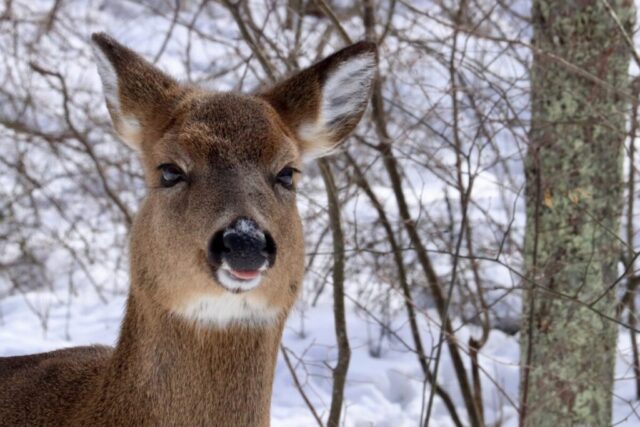 Snow on My Nose. Photo by Jonathan Huggon.