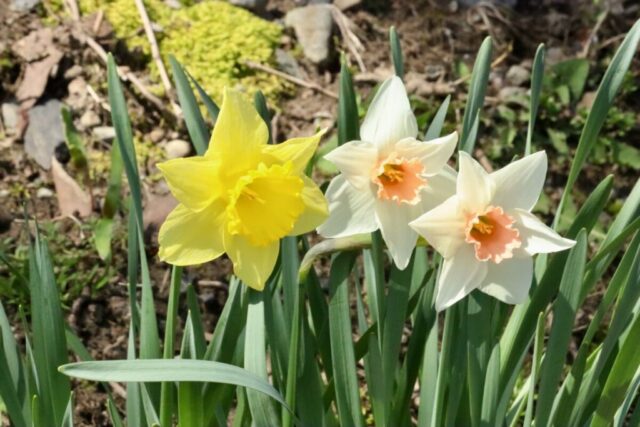 Spring Sunshine. Photo by Jonathan Huggon.